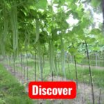 চিচিঙ্গা বীজ | Snake Gourd Seeds