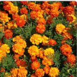 French Marigold Sparky Mix বীজ | French Marigold Sparky Mix Seeds – Tagetes patula Flower Seeds