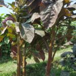ভুটান সফট ডাটা শাক বীজ | Bhutan Soft Stem Amaranth Seeds