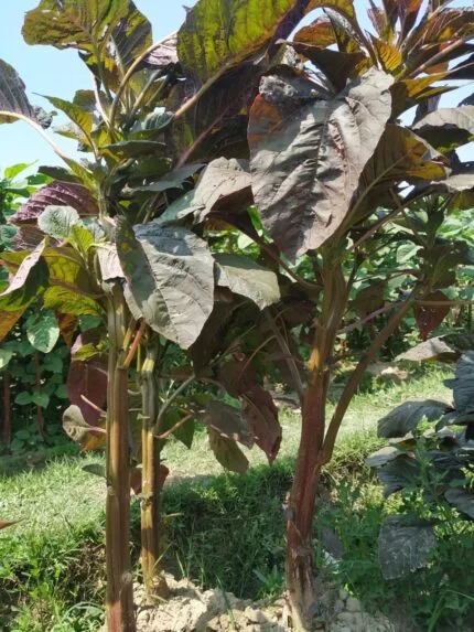 Bhutan Soft ডাঁটা শাক বীজ | Stem Amaranth Seeds
