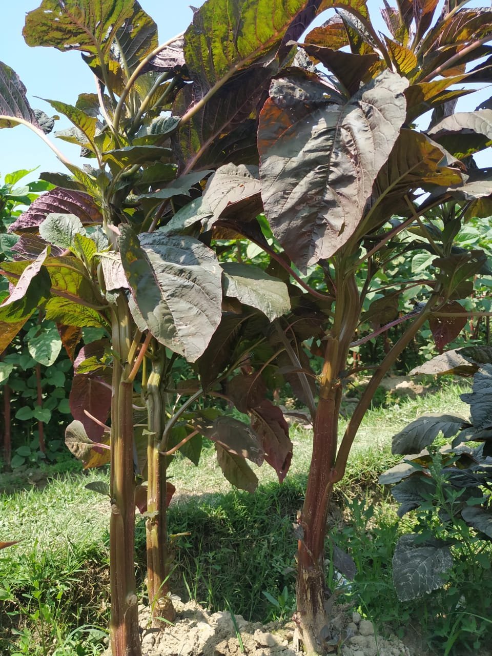 33.-Danta-Stem-Amaranth-Bhutan-Soft ভুটান সফট ডাটা শাক বীজ | Bhutan Soft Stem Amaranth Seeds - Image 1