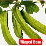 কামরাঙা শিম (উইংড বিন) বীজ | Winged Four-Angled Bean Seeds