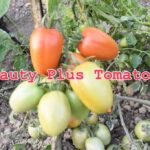দেশি গোল টমেটো বীজ | Round Tomato Seeds