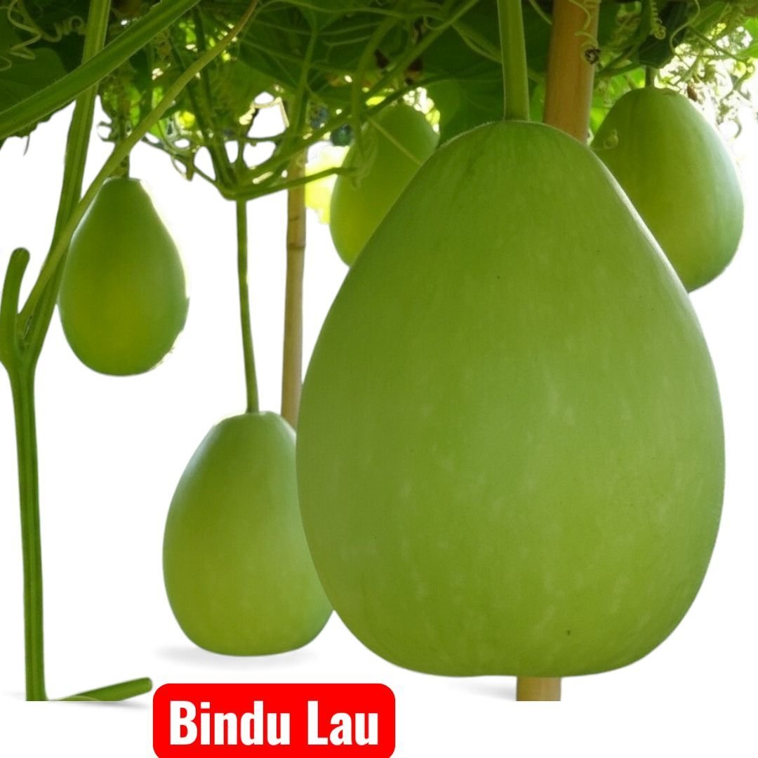 703aa3bd-8aa4-4d36-804f-0472c12610d0 লাউ Bindu Lau বীজ | Bottle Gourd Bindu Lau Seeds - Image 1