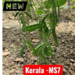 কেরালা এমএস-৭ শিম বীজ | Kerala MS-7 Lablab Bean Seeds