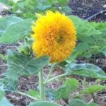 হলুদ সূর্যমুখী ফুল বীজ | Yellow Sunflower Seeds