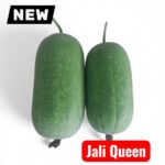 চালকুমড়া বীজ | Wax Gourd (Ash Gourd) Seeds