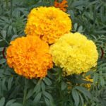 আফ্রিকান ক্র্যাকারজ্যাক গাঁদা ফুল বীজ | African Marigold Crackerjack Seeds