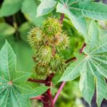 জাঞ্জিবার ভেরেণ্ডা / রেড়ী বীজ | Zanzibar Castor Bean Seeds