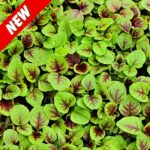 সাইরুং চীনা ডাটা শাক বীজ | Amaranth Sairoong Chinese Data Seeds
