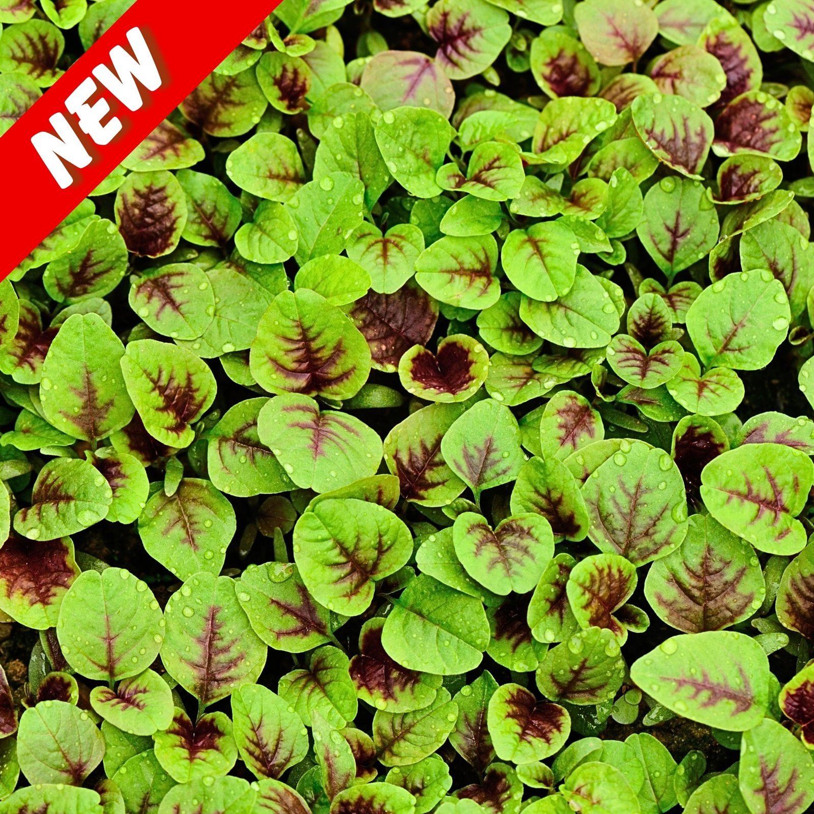 Amaranth-Sairoong-Chinese-Data-scaled-1 সাইরুং চীনা ডাটা শাক বীজ | Amaranth Sairoong Chinese Data Seeds - Image 1