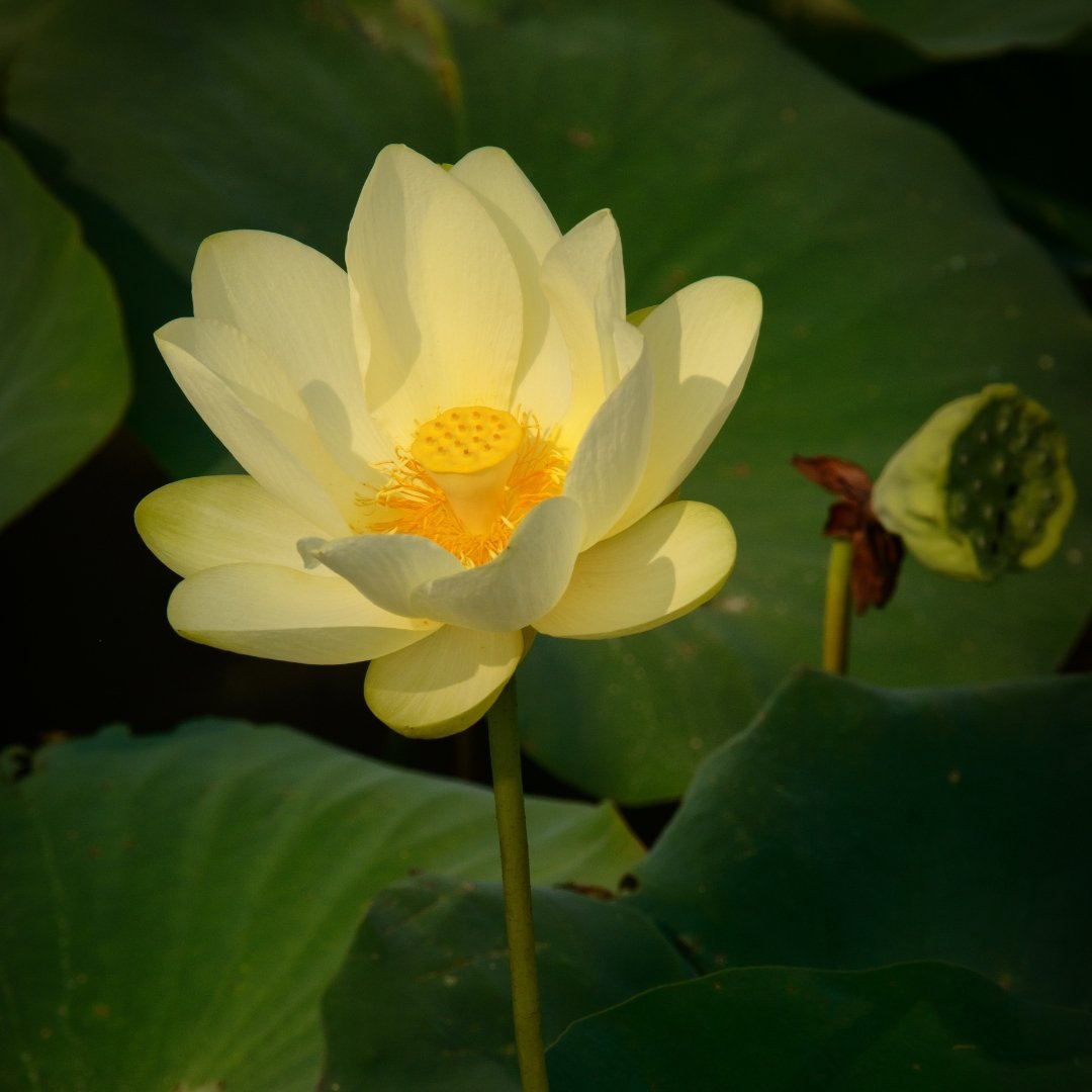 American-Lotus-Wildflower খুলনা গোল বেগুন বীজ | Khulna Round Eggplant Seeds - Image 1