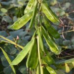 বারি-১ দেশি শিম বীজ | Bari-1 Hyacinth Bean (Lablab) Seeds