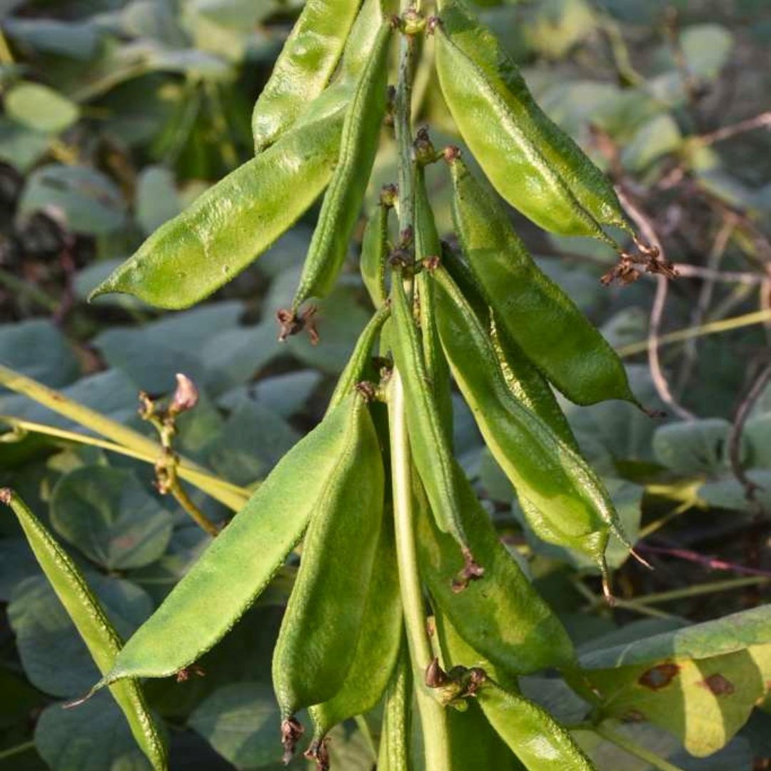 Bari-1-Hyacinth-Bean-lablab-Seeds বারি-১ দেশি শিম বীজ | Bari-1 Hyacinth Bean (Lablab) Seeds - Image 1