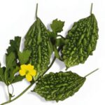 করলা জায়ান্ট Bolder হাইব্রিড বীজ | Bitter Gourd Giant Bolder Hybrid Seeds