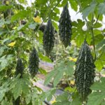 কাস্পিয়ান পিঙ্ক টমেটো বীজ | Caspian Pink Heirloom Tomato Seeds