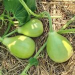 লাউ গ্রীন পিয়ার বীজ | Bottle Gourd Green Pear Seeds
