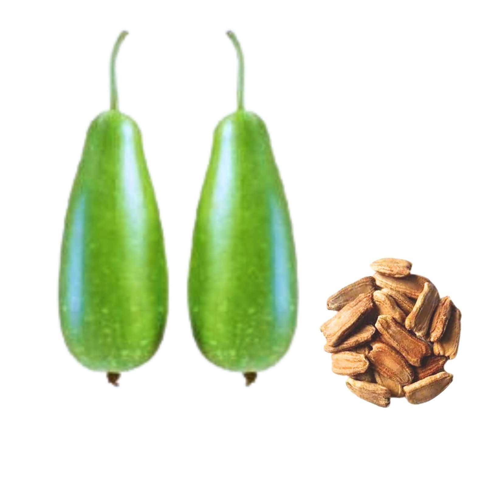 Bottle-Gourd-Green-Queen-Seeds-scaled-1 লাউ Green Queen বীজ | Bottle Gourd Green Queen Seeds - Image 1