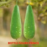 বাটারনাট কুমড়া বীজ | Butternut Squash (Pumpkin) Seeds
