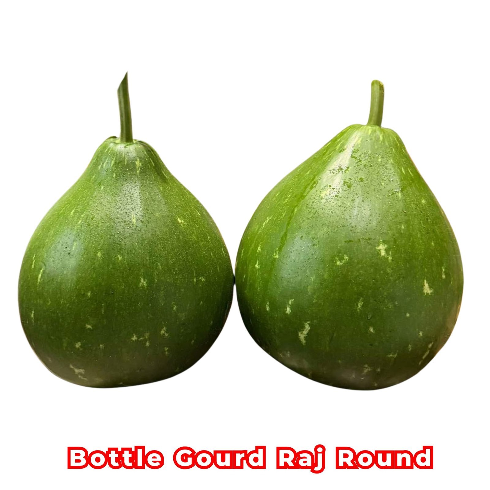 Bottle-Gourd-Raj-Round-F1-Seeds-5-scaled-1 লাউ Raj Round এফ১ (F1) বীজ | Bottle Gourd Raj Round F1 Seeds - Image 1
