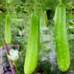 লাউ Slim Angel বীজ | Bottle Gourd Slim Angel Seeds