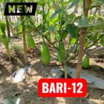 বেগুন Bari-12 বীজ | Brinjal Bari-12 Seeds