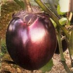 বেগুন Metal Tal Begun বীজ | Brinjal Metal Tal Begun Seeds