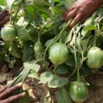 বেগুন Nice Ball বীজ | Brinjal Nice Ball Seeds
