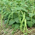 সবুজ বরবটি বীজ | Green Yard Long Bean Seeds
