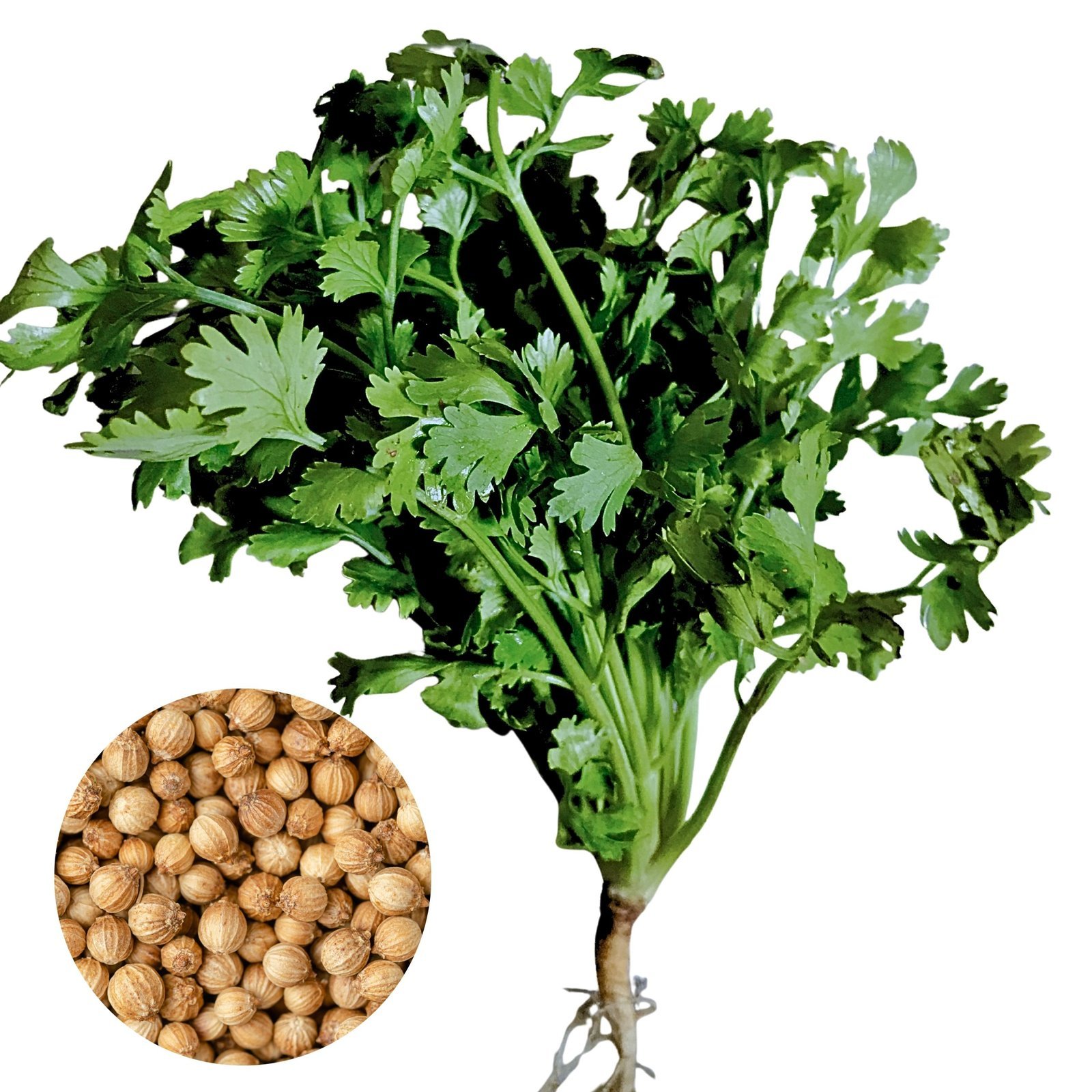 CORIANDER-CHAI-YO-scaled-1 কসমস ফুল বীজ | Cosmos Flower Seeds - Image 1