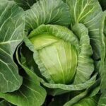 এমএ হাইব্রিড বাঁধাকপি বীজ | MA Hybrid Cabbage Seeds