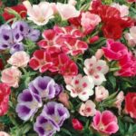 Clarkia Elegant Wildflower বীজ | Clarkia Elegant Wildflower Seeds