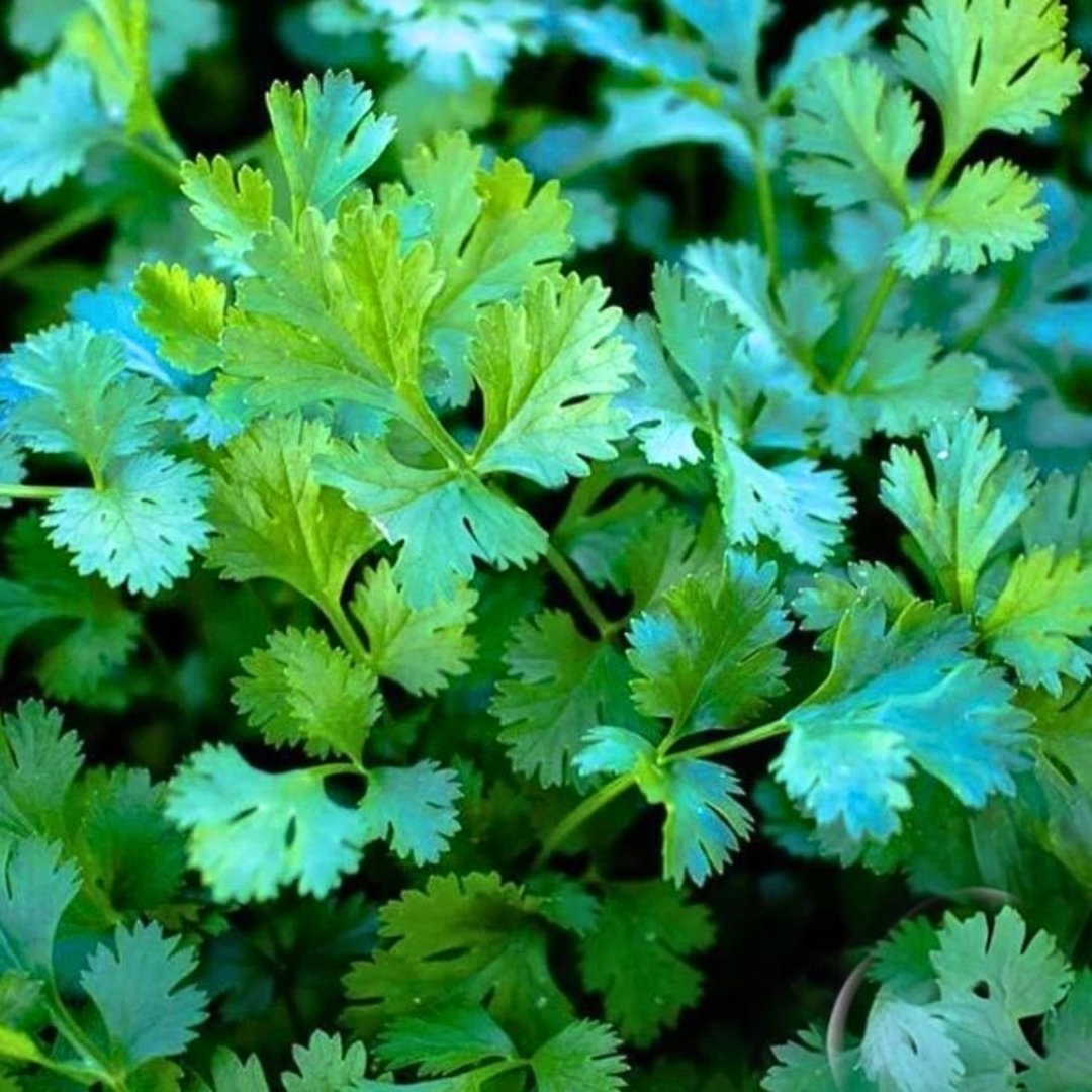 Coriander-Seeds-3-New জৈব ধনিয়া বীজ | Organic Coriander Seeds - Image 1