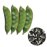 Country Bean Goal Gaddah বীজ | Country Bean Goal Gaddah Seeds