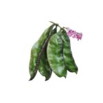 Country Bean Mayabigaddah বীজ | Country Bean Mayabigaddah Seeds