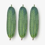 শসা Banolota বীজ | Cucumber Banolota Seeds