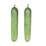 শসা বীজ | Cucumber