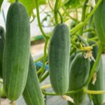 শসা জায়ান্ট King এফ১ (F1) হাইব্রিড বীজ | Cucumber Giant King F1 Hybrid Seeds