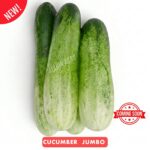 ইংলিশ ডলফিন লাউ বীজ | English Dolphin Bottle Gourd Seeds