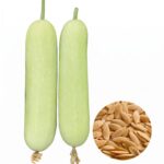 শসা Long White বীজ | Cucumber Long White Seeds