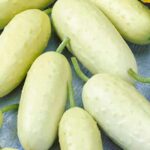 শসা White Madhuri এফ১ (F1) হাইব্রিড বীজ | Cucumber White Madhuri F1 Hybrid Seeds