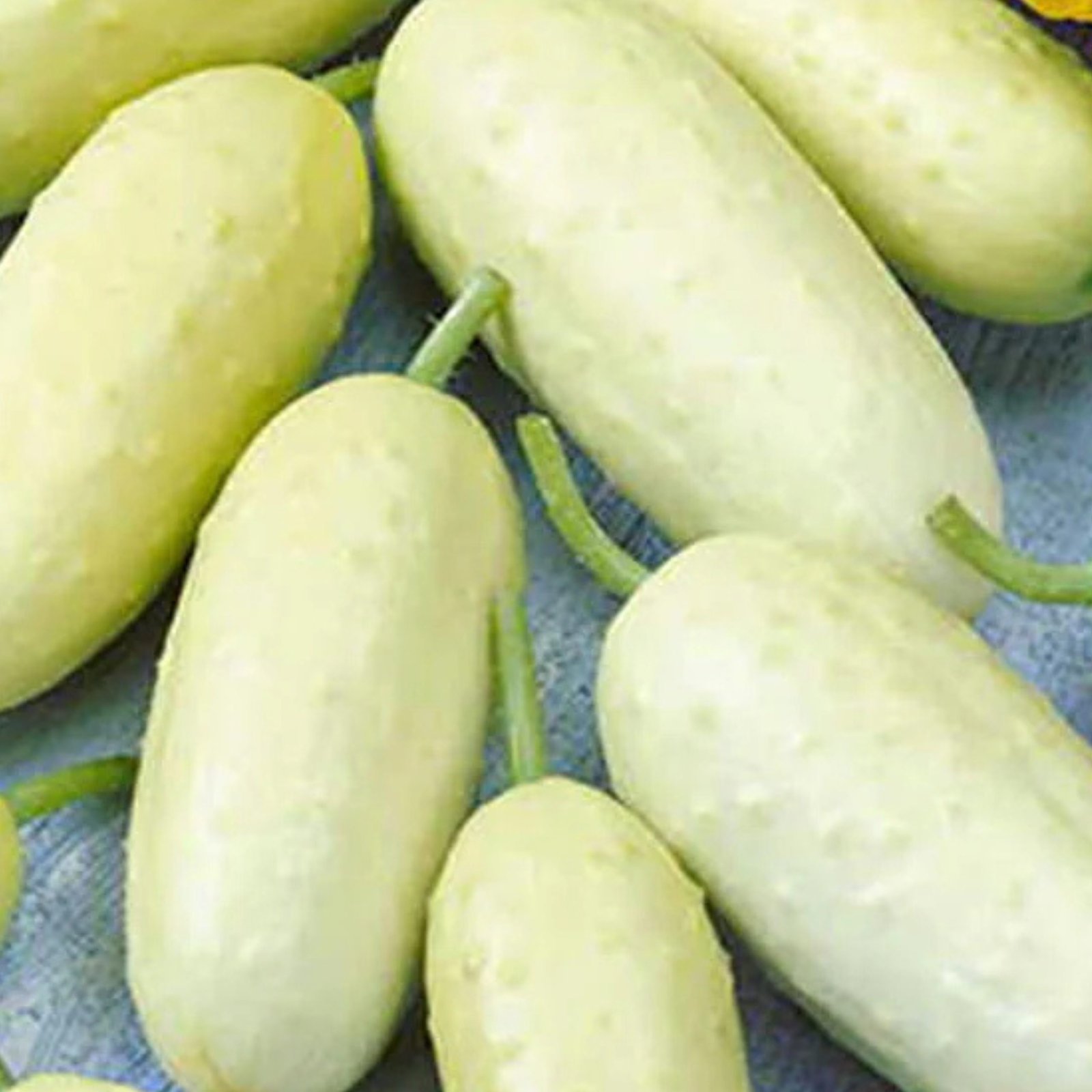 Cucumber-White-Madhuri-1-scaled-1 শসা White Madhuri এফ১ (F1) হাইব্রিড বীজ | Cucumber White Madhuri F1 Hybrid Seeds - Image 1