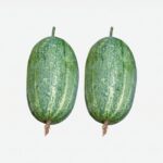 শসা (Khira) Naogan-5 বীজ | Cucumber (Khira) Naogan-5 Seeds