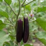 Eggplant Delight-L বীজ | Eggplant Delight-L Seeds