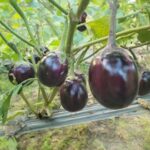 Eggplant- Deshi Tal Begun বীজ | Eggplant- Deshi Tal Begun Seeds