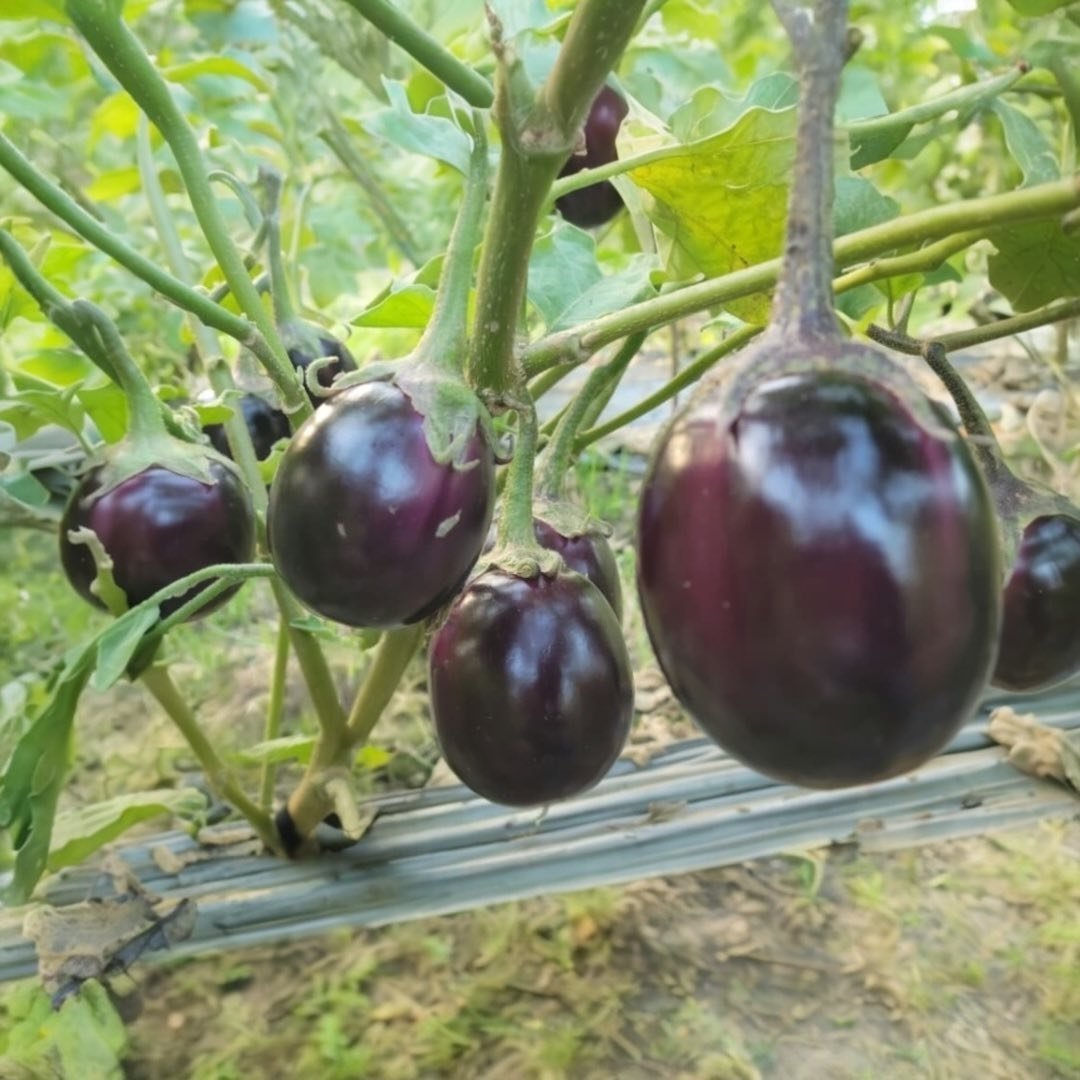 Eggplant-Deshi-Tal-Begun Eggplant- Deshi Tal Begun বীজ | Eggplant- Deshi Tal Begun Seeds - Image 1