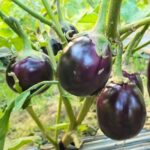 হাভানা গোল্ড তামাক বীজ | Havana Gold Tobacco Seeds