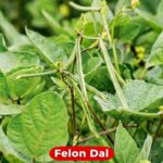 Felon Dal বীজ | Felon Dal Seeds
