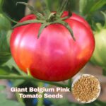 বেলজিয়াম জায়ান্ট টমেটো বীজ | Belgium Giant Tomato Seeds