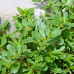 Green Purslane (Portulaca oleracea) বীজ | Green Purslane (Portulaca oleracea) Seeds